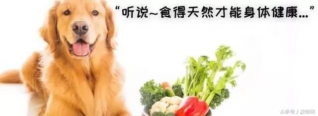 除了狗粮小狗还能吃什么，狗狗可以吃的东西还有很多
