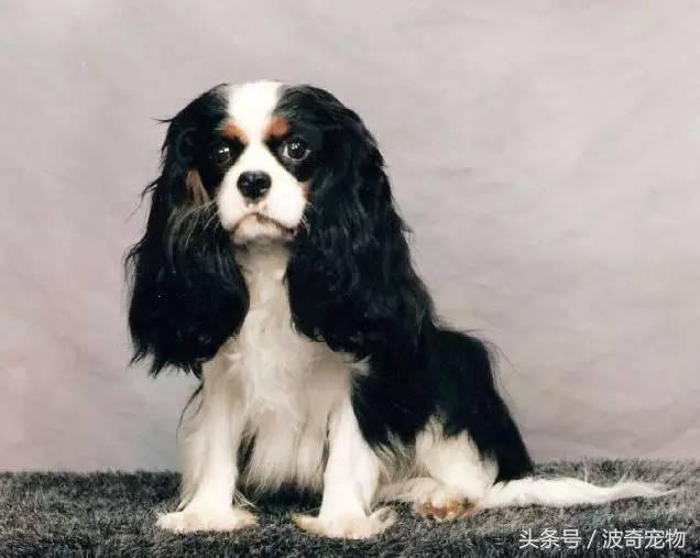 10大優秀犬種,狗的種類小型(帶你走進狗狗的世界)