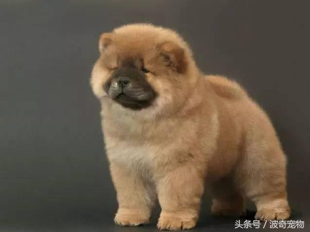 中国10大名狗，名犬狗狗排名榜（带你走进狗狗的世界）