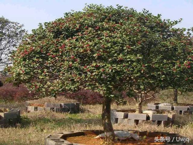 大茴是什么，大茴是什么调料（知道它长在什么地方吗）