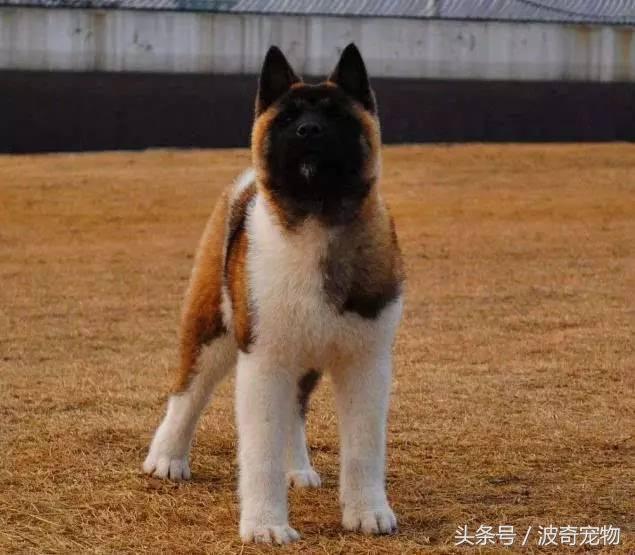 中国10大名狗，名犬狗狗排名榜（带你走进狗狗的世界）