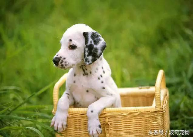 中国10大名狗，名犬狗狗排名榜（带你走进狗狗的世界）
