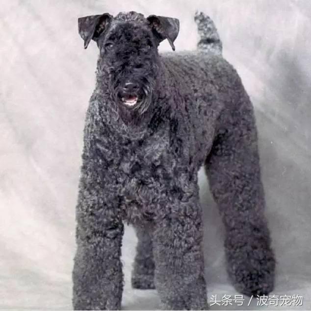 中国10大名狗，名犬狗狗排名榜（带你走进狗狗的世界）
