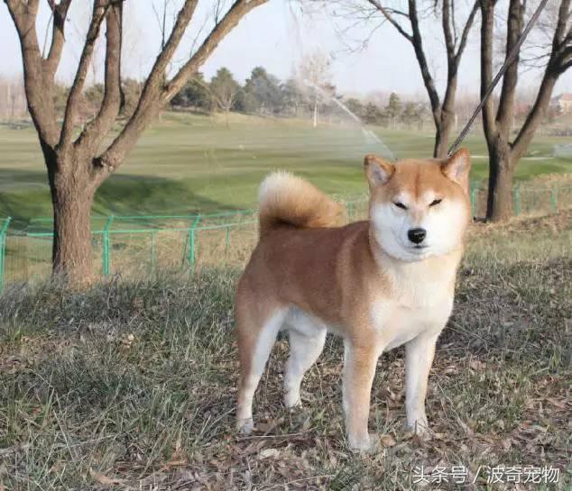 中国10大名狗，名犬狗狗排名榜（带你走进狗狗的世界）