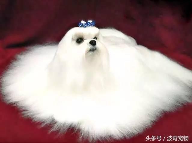中国10大名狗，名犬狗狗排名榜（带你走进狗狗的世界）