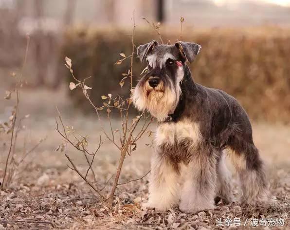 中国10大名狗，名犬狗狗排名榜（带你走进狗狗的世界）