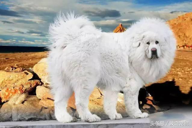中国10大名狗，名犬狗狗排名榜（带你走进狗狗的世界）
