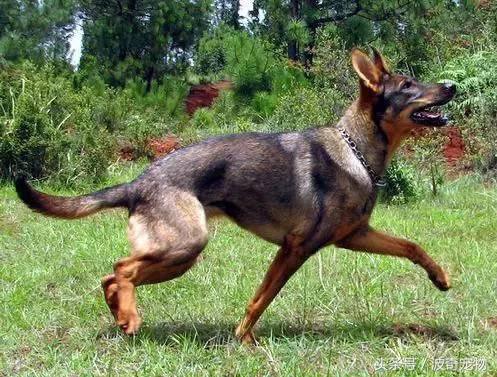 中国10大名狗，名犬狗狗排名榜（带你走进狗狗的世界）