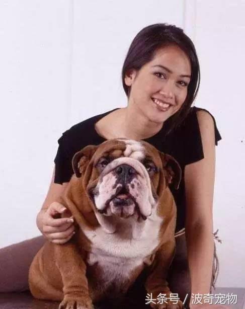 中国10大名狗，名犬狗狗排名榜（带你走进狗狗的世界）