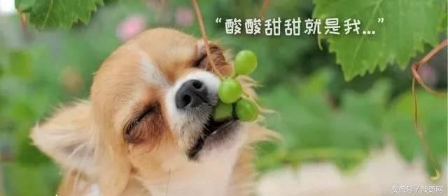 除了狗粮小狗还能吃什么，狗狗可以吃的东西还有很多