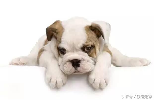 中国10大名狗，名犬狗狗排名榜（带你走进狗狗的世界）