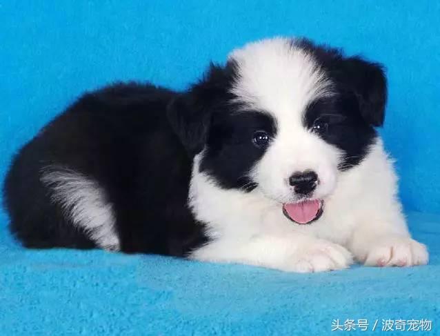 中国10大名狗，名犬狗狗排名榜（带你走进狗狗的世界）