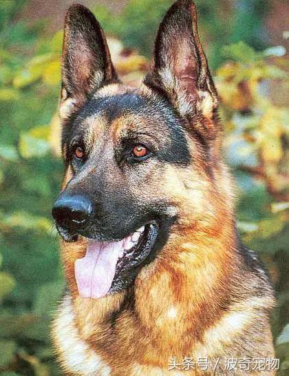 中国10大名狗，名犬狗狗排名榜（带你走进狗狗的世界）