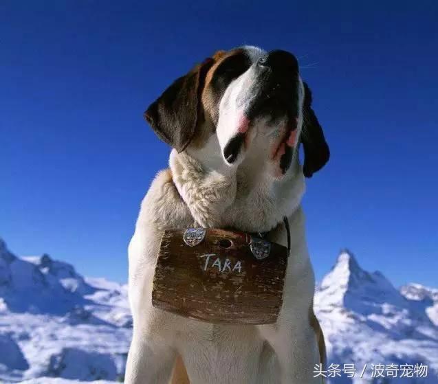中国10大名狗，名犬狗狗排名榜（带你走进狗狗的世界）