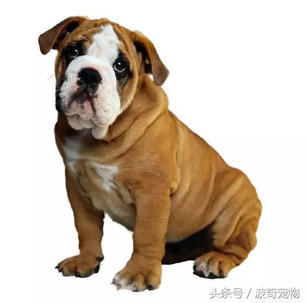 10大優秀犬種,狗的種類小型(帶你走進狗狗的世界)