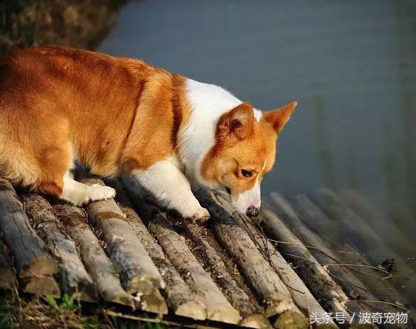 中国10大名狗，名犬狗狗排名榜（带你走进狗狗的世界）