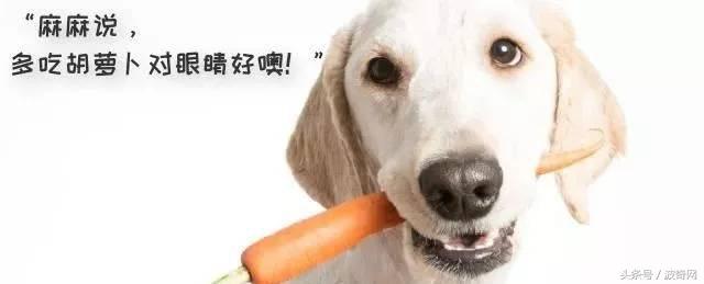 除了狗粮小狗还能吃什么，狗狗可以吃的东西还有很多
