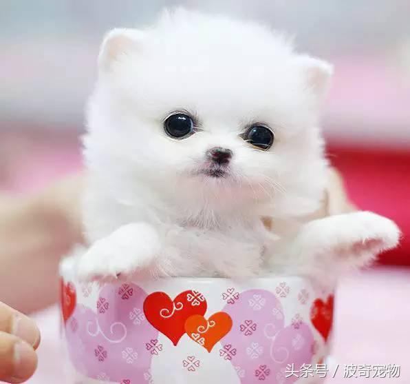 中国10大名狗，名犬狗狗排名榜（带你走进狗狗的世界）
