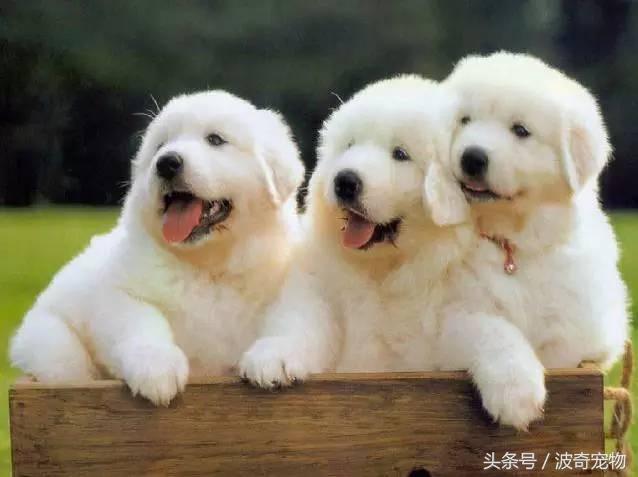 中国10大名狗，名犬狗狗排名榜（带你走进狗狗的世界）