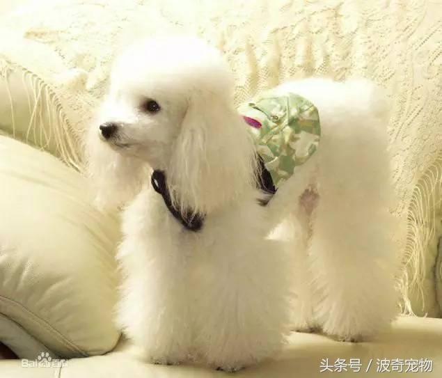 中国10大名狗，名犬狗狗排名榜（带你走进狗狗的世界）