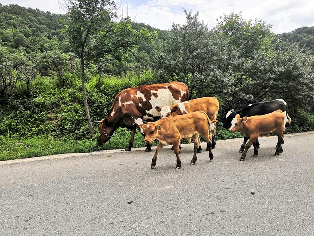 关山牧场门票多少钱，关山牧场旅游攻略（关山草原一日游）