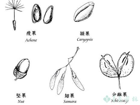 果实类型的区别（了解果实类型的分类及区别）