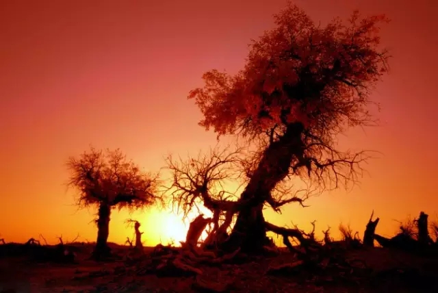 旅游新鲜报旅游骑马摔伤旅行社担责七成