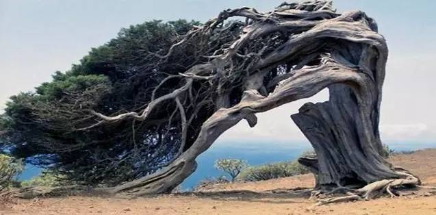 旅游新鲜报旅游骑马摔伤旅行社担责七成