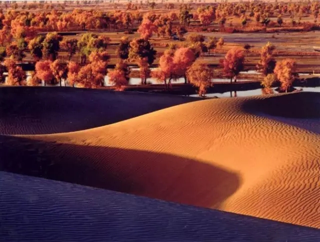 旅游新鲜报旅游骑马摔伤旅行社担责七成