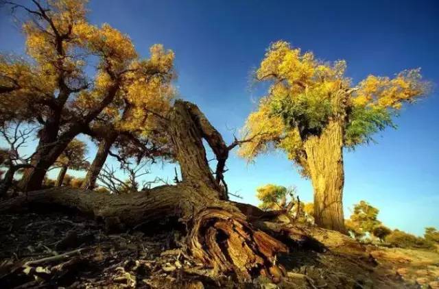 旅游新鲜报旅游骑马摔伤旅行社担责七成