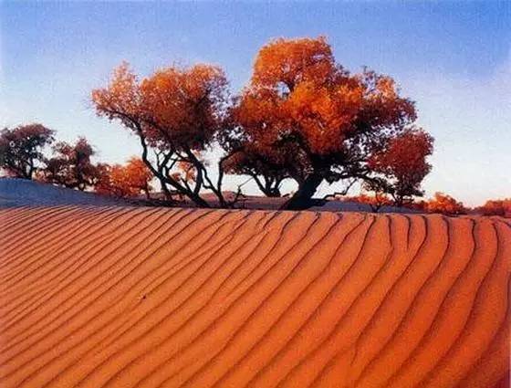 旅游新鲜报旅游骑马摔伤旅行社担责七成