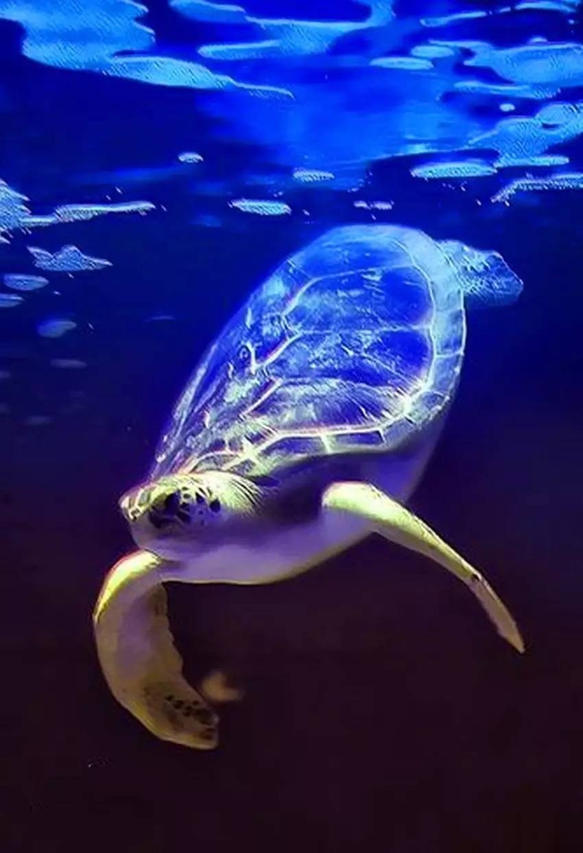 玳瑁龟(eretmochelys imbricata)体形较小,体长60—170厘米,体重一般