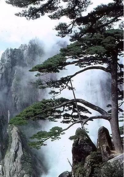 关于青松的现代七律诗_山上青松七绝