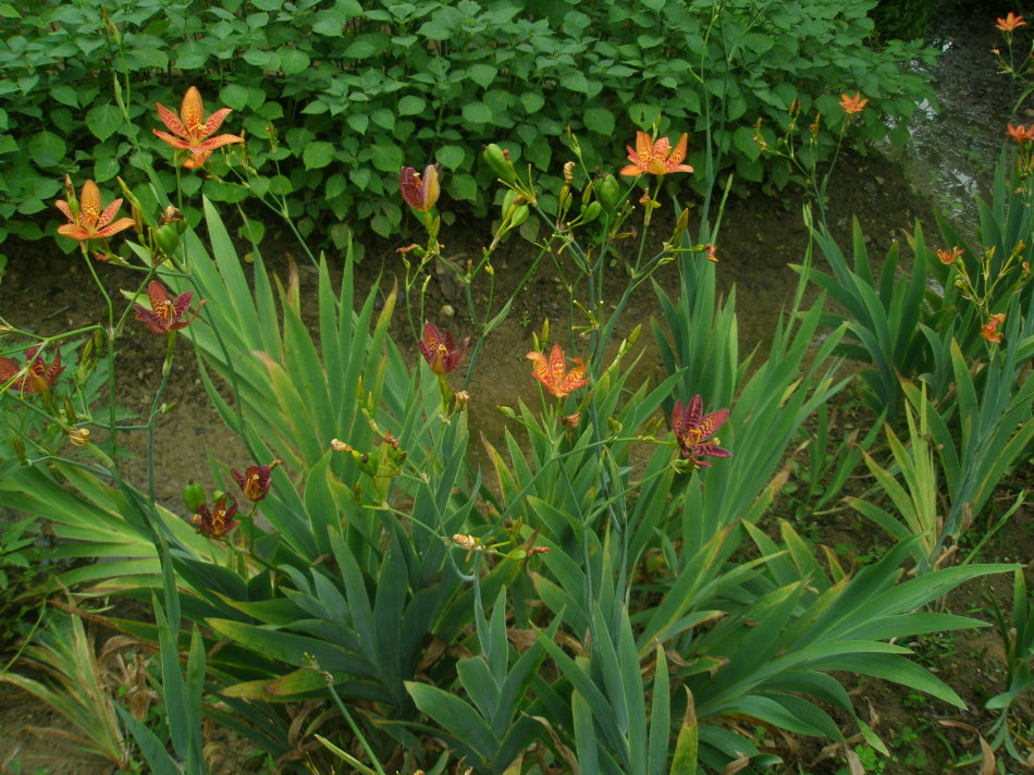 在农村有种草叫射干,清热解毒有奇效!