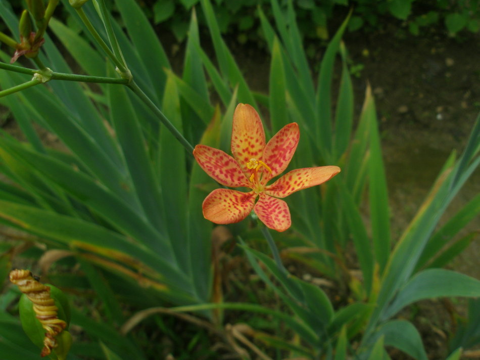 在农村有种草叫射干,清热解毒有奇效!
