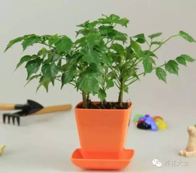 旺财旺运保平安，这15种植物家里一定要有！