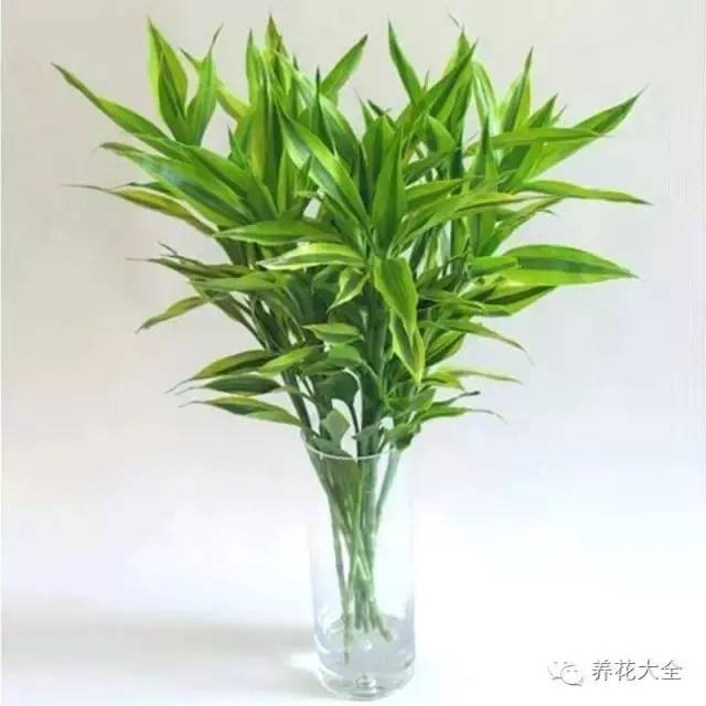 旺财旺运保平安，这15种植物家里一定要有！