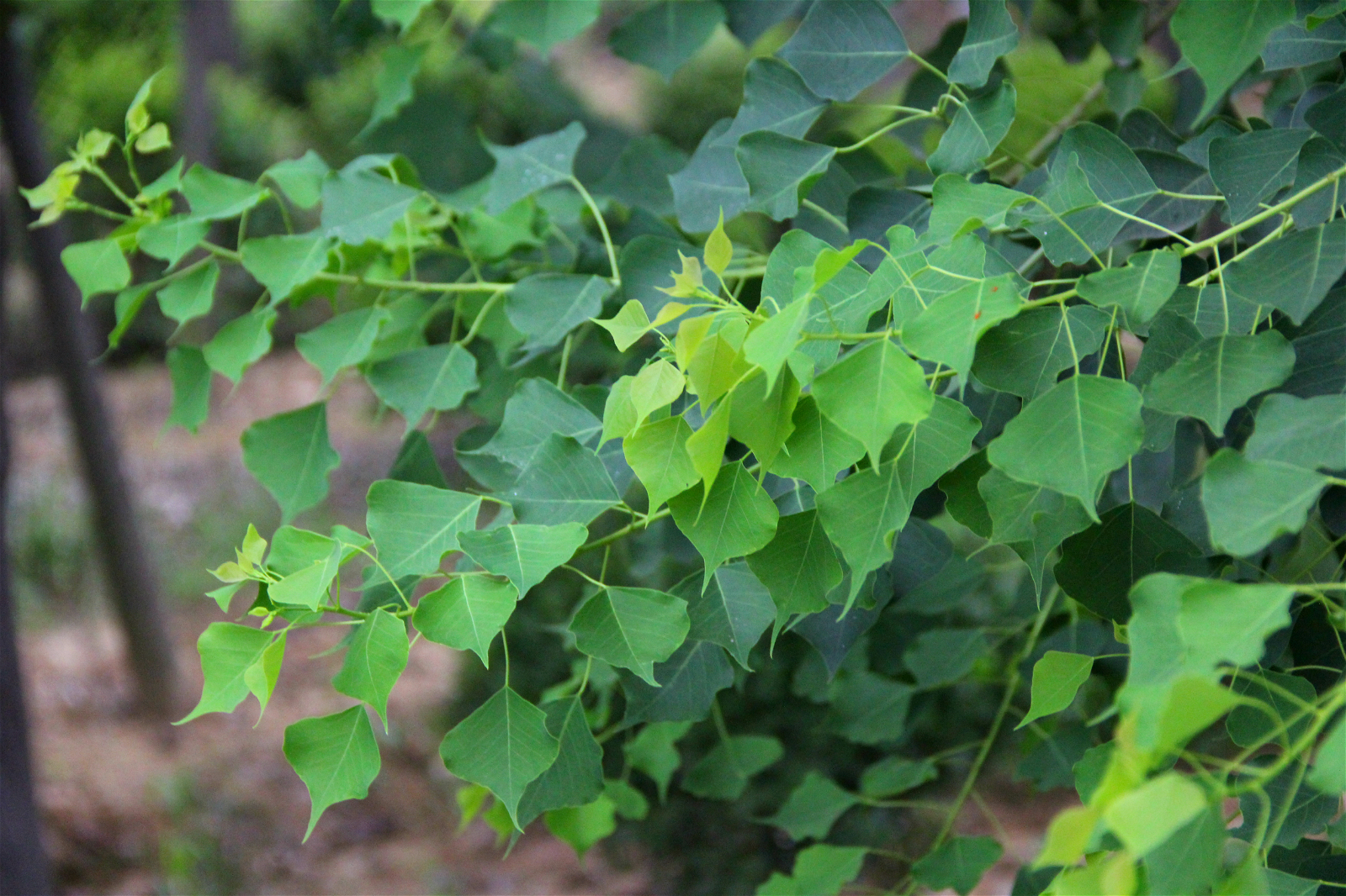 植物乌桕树乌桕与红叶乌桕的区别