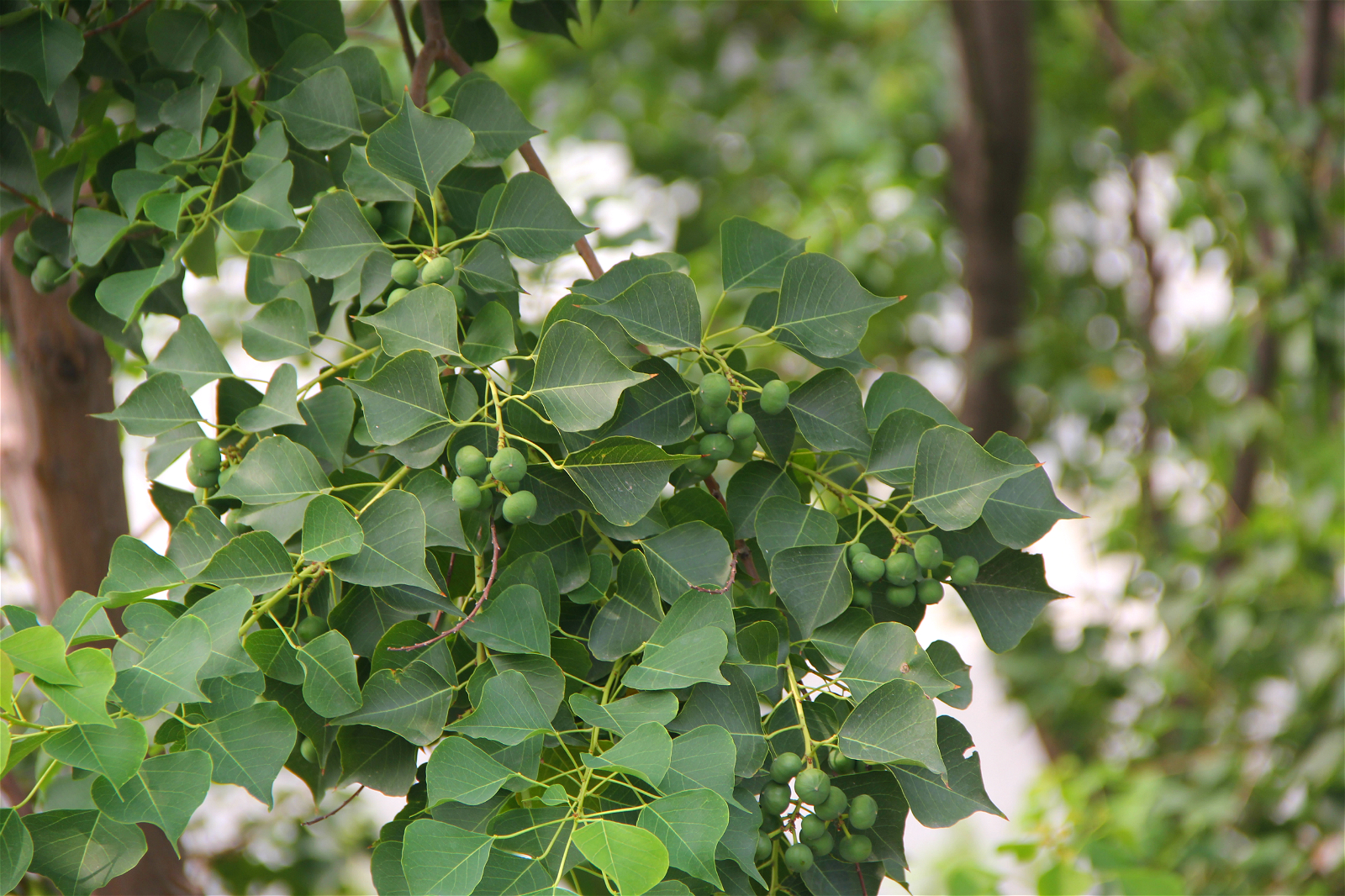 植物乌桕树_乌桕与红叶乌桕的区别 - 云林新闻励志网