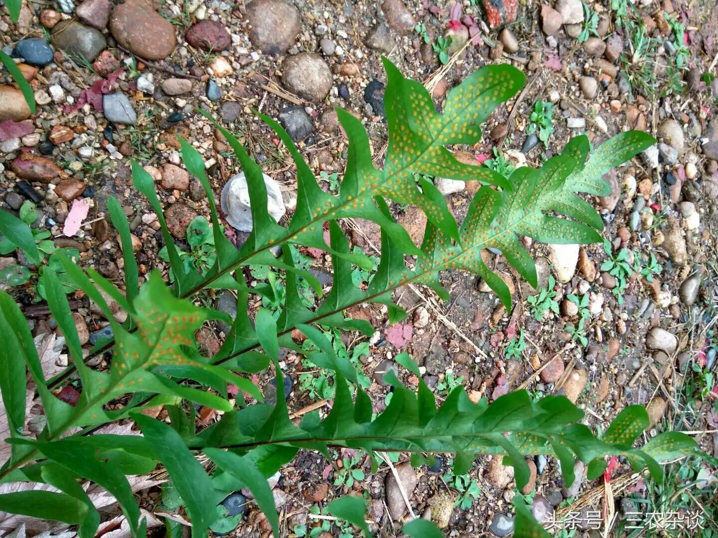 长在樟树上的野生姜?