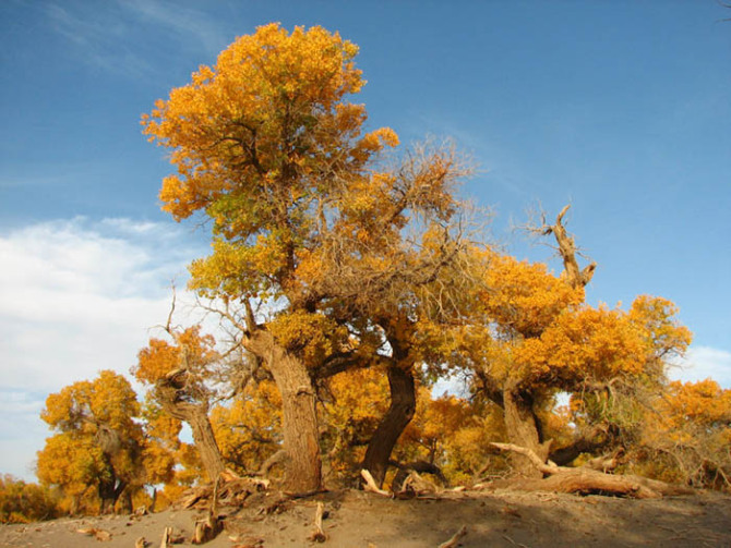 旅游新鲜报旅游骑马摔伤旅行社担责七成
