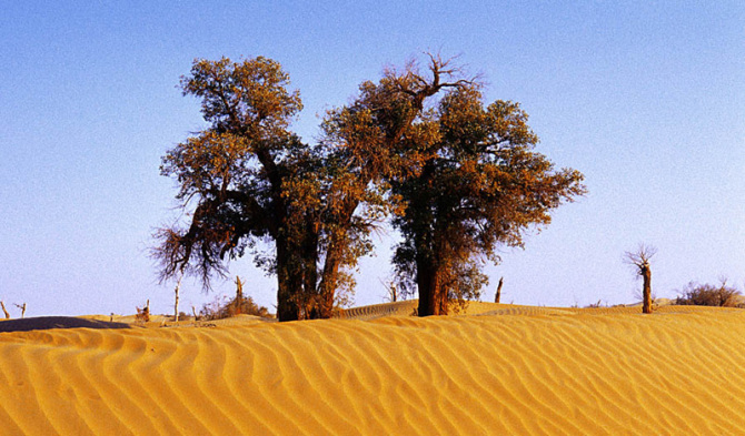 旅游新鲜报旅游骑马摔伤旅行社担责七成