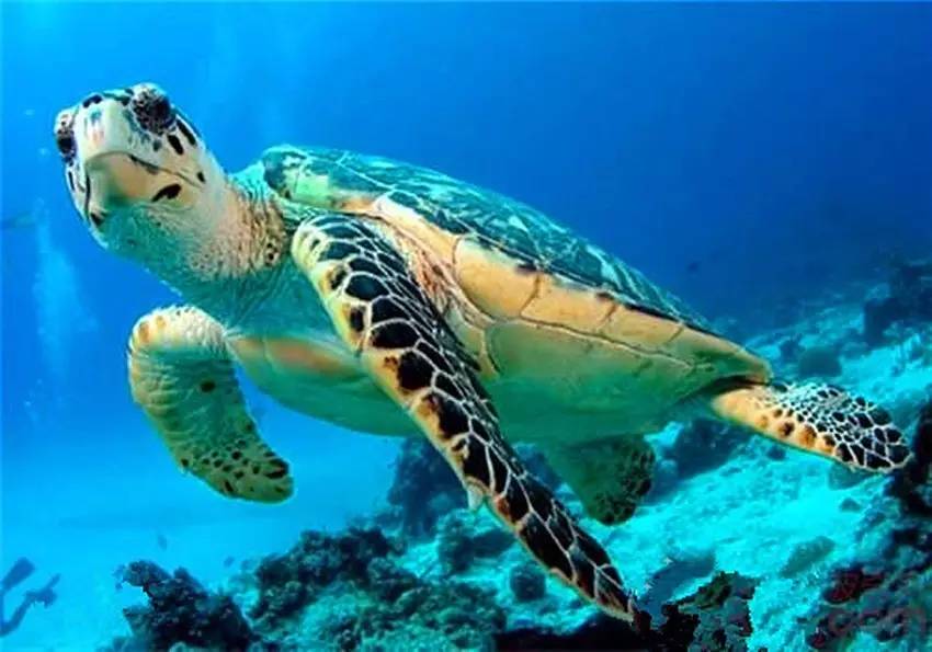 海龟是什么动物(海洋生物百科海龟)