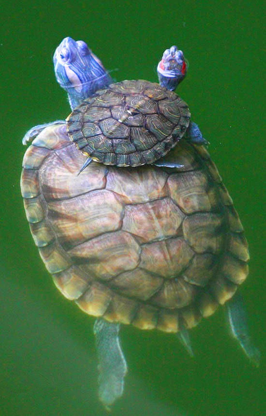 海龟裙边图片