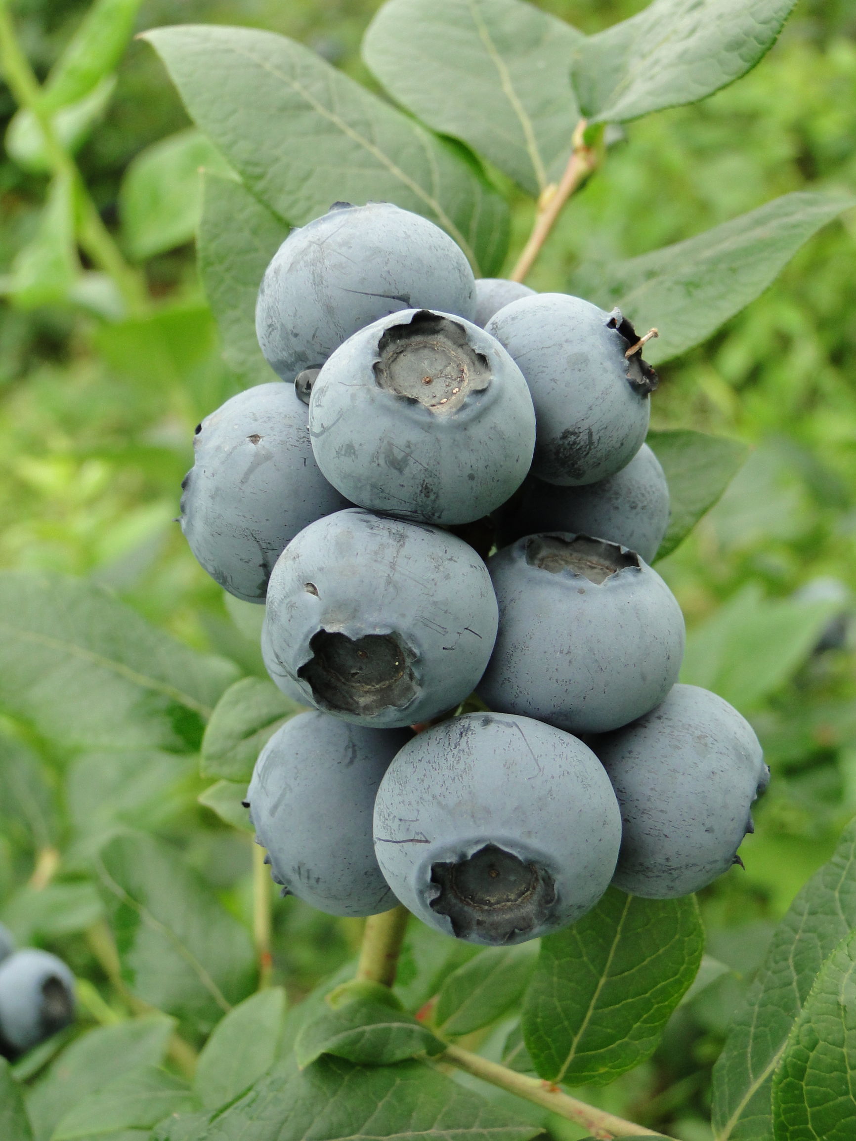 蓝莓，其实是可以榨果汁的