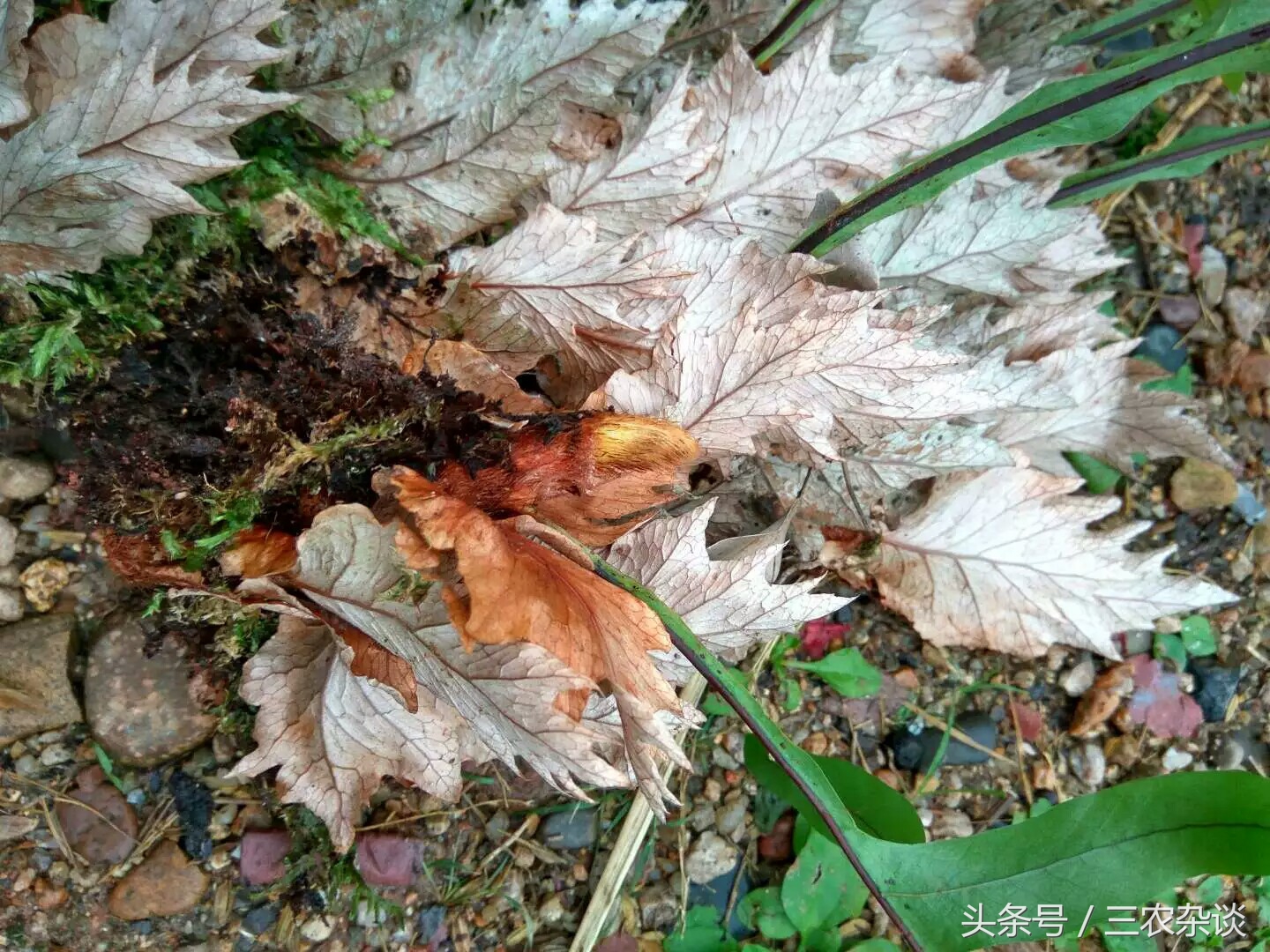 长在樟树上的野生姜?