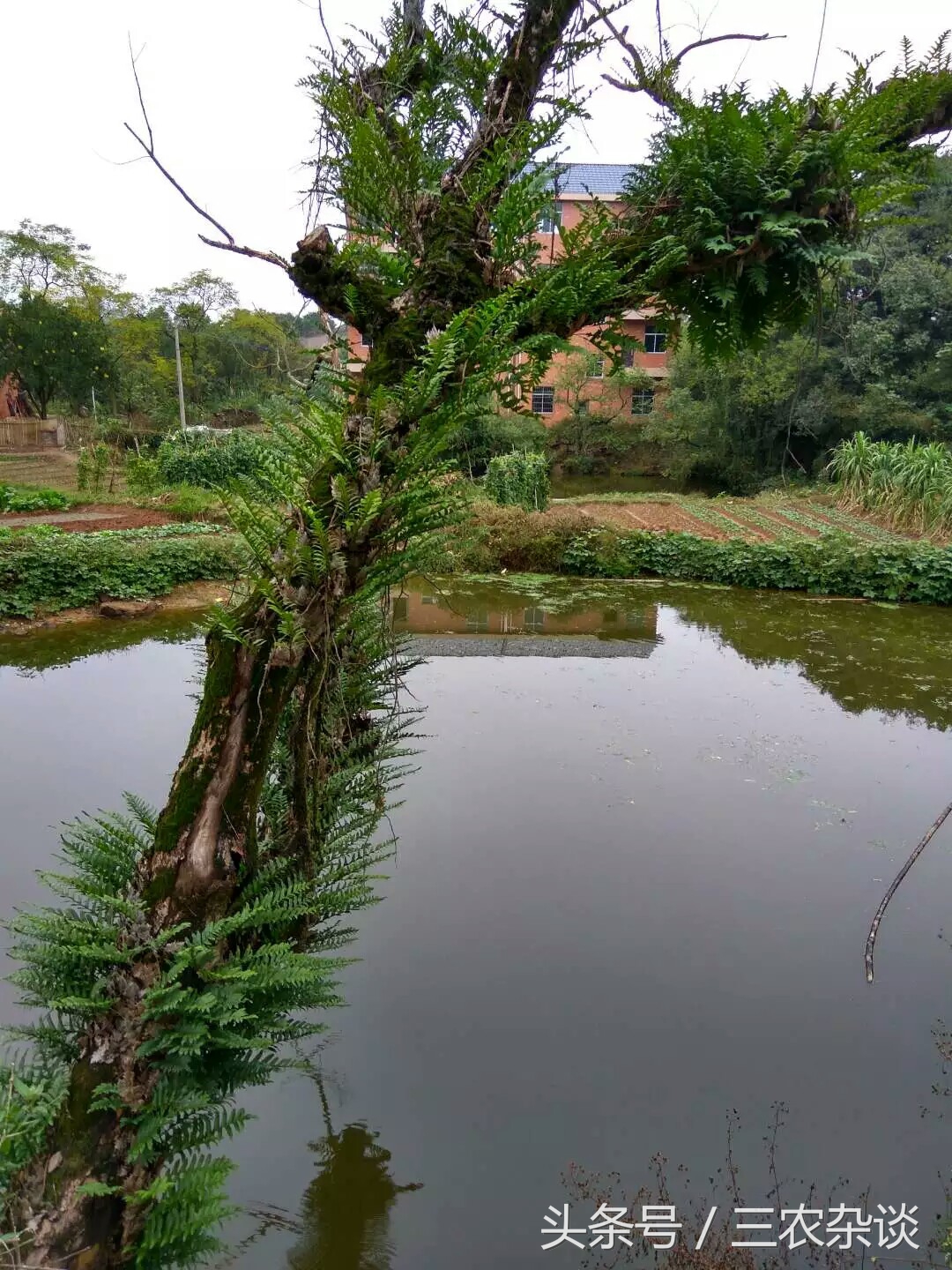 长在樟树上的野生姜?