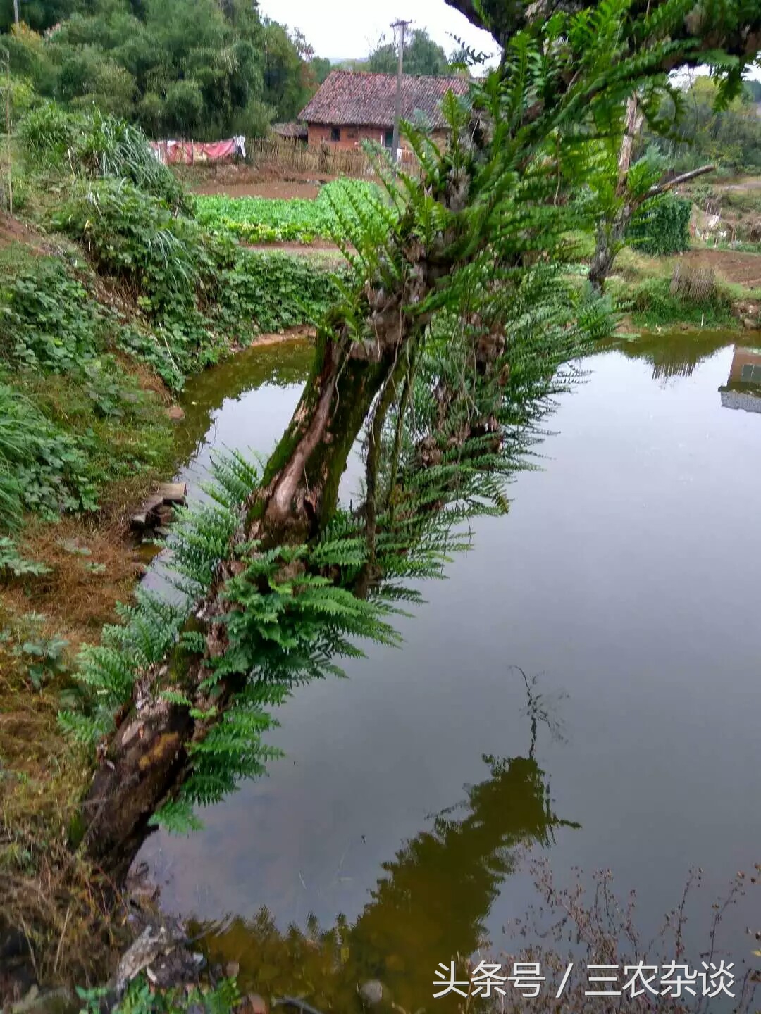 长在樟树上的野生姜?