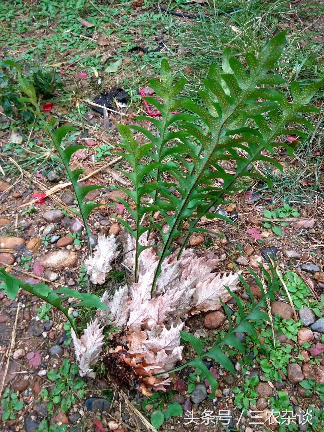 长在樟树上的野生姜?
