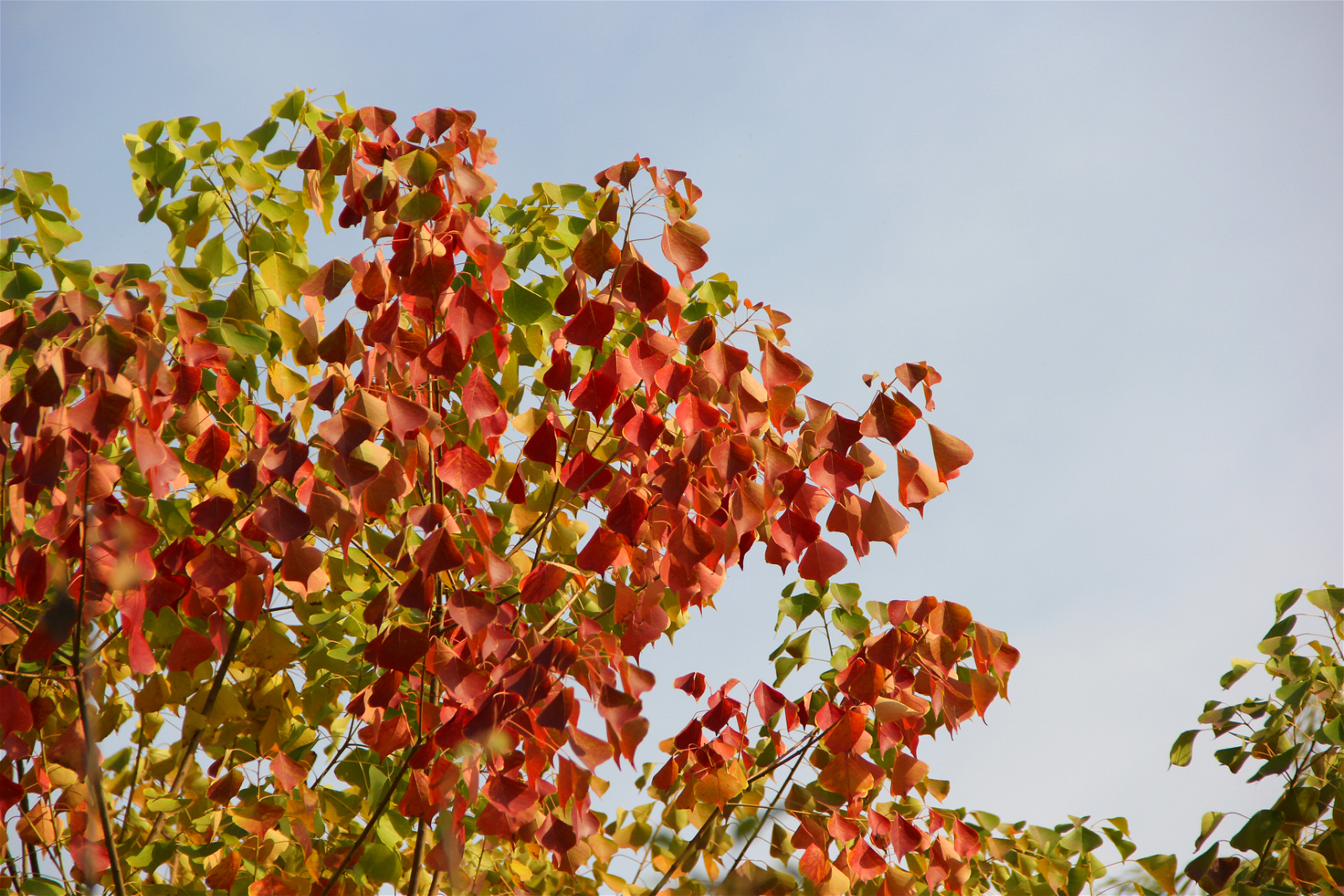植物乌桕树乌桕与红叶乌桕的区别